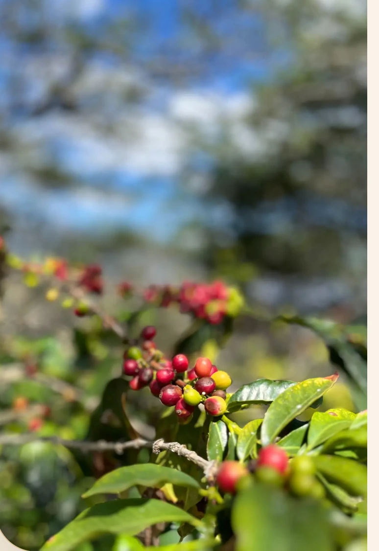 Ripening red, yellow, and green coffee cherries growing in Ecuador