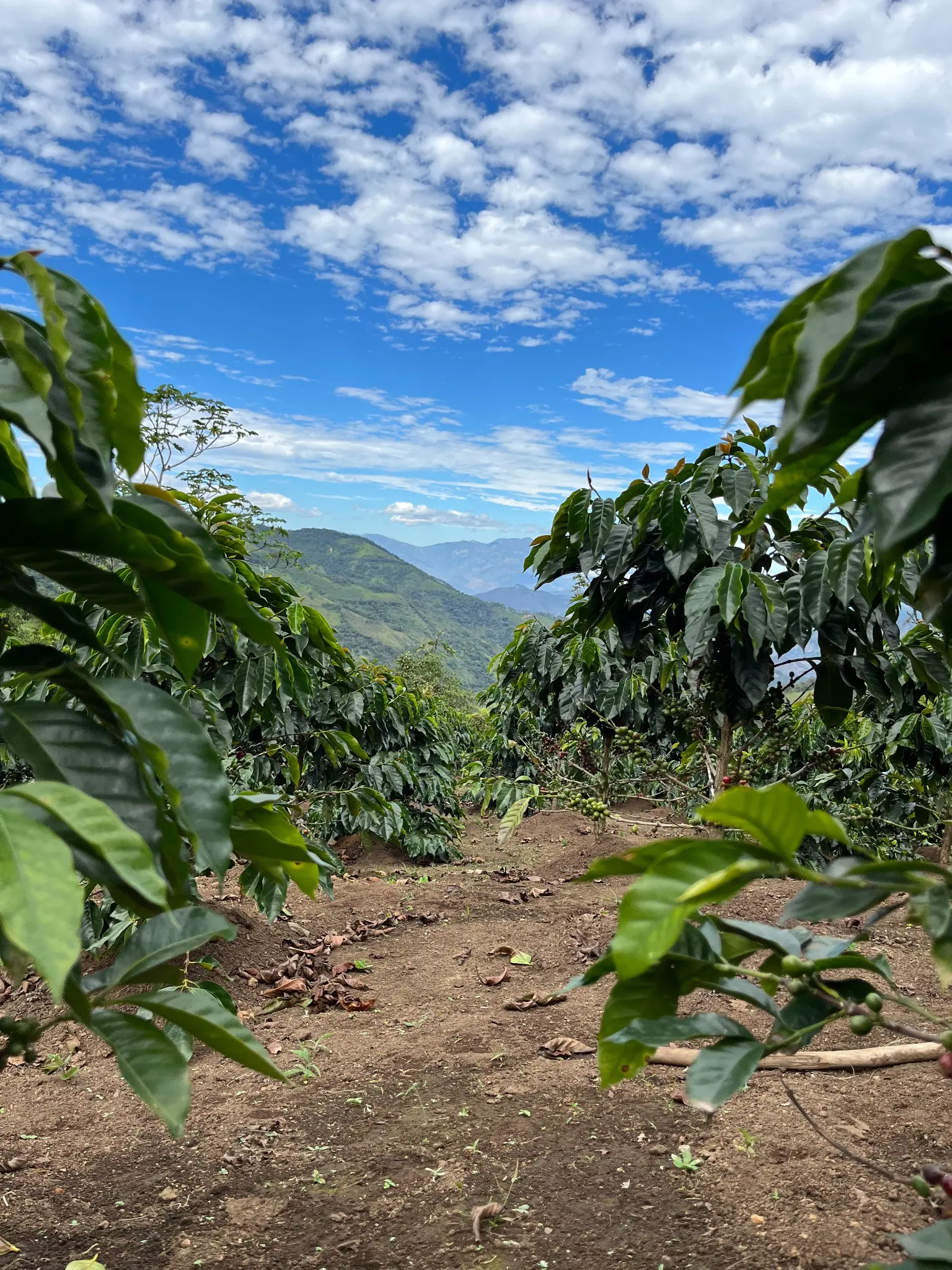 Coffee plants growing among the green mountains of Ecuador beneath a vivid blue sky